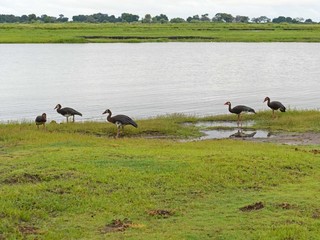 Chobe national park view