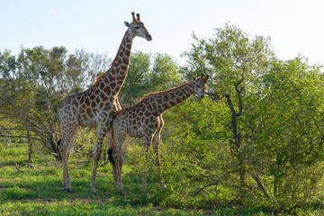 Two giraffes
