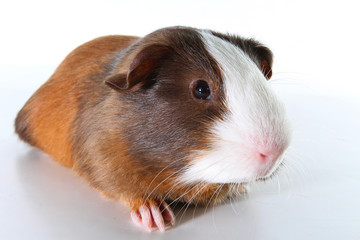 Guinea pig on studio white background. Isolated white pet photo. Sheltie peruvian pigs with symmetric pattern. Domestic guinea pig Cavia porcellus or cavy