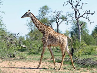 African girafffe
