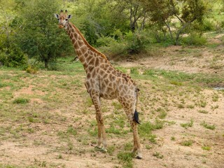 African girafffe