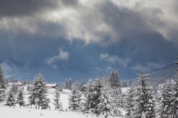 winter in the mountains - snow covered fir trees - Christmas background