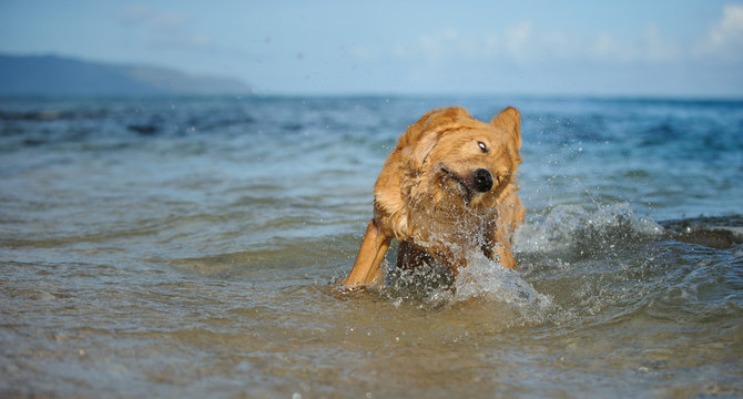 Golden Retriever dog outdoor portrait shaking water off in ocean