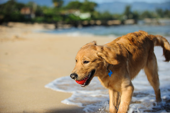 Golden Retriever dog outdoor portrait playing in ocean waves with red ball