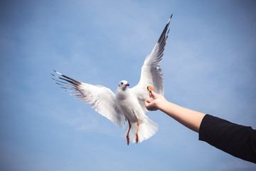 Closeup image of a person rising hand to feeding a beautiful feather seagull with blue sky background