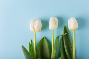 Tulips on a blue background. Bouquet of flowers. White Tulips. Copyspace