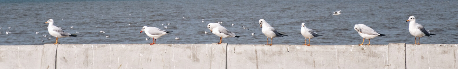 Closeup image of a group of seagulls standing on concrete wall by the ocean