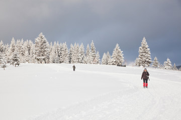 winter in the mountains - snow covered fir trees - Christmas background
