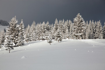 winter in the mountains - snow covered fir trees - Christmas background
