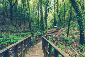 tropical rain forest green field in Thailand national park