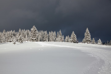winter in the mountains - snow covered fir trees - Christmas background
