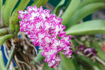 Orchid flower in orchid garden at winter or spring day for postcard beauty and agriculture idea...