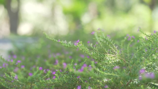 Small Purple Flowers in Australia