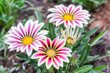 Obraz premium Flower and green leaf background in flower garden at sunny summer or spring day. flower for postcard beauty decoration and agriculture concept design. Gazania flower.