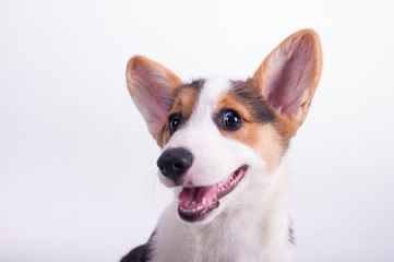 A happy looking, tan with black and white Pembroke Corgi