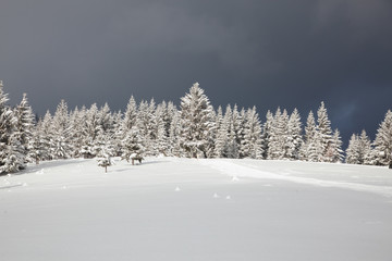 winter in the mountains - snow covered fir trees - Christmas background