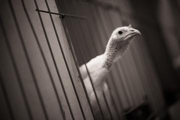 turkey in a cage