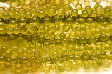 sea grapes or green cavier Seaweed Healthy sea food. Oval sea grapes seaweed.