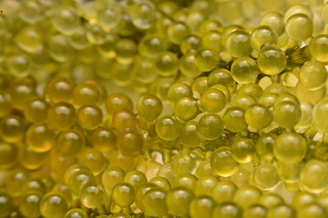 sea grapes or green cavier Seaweed Healthy sea food. Oval sea grapes seaweed.