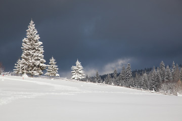 winter in the mountains - snow covered fir trees - Christmas background