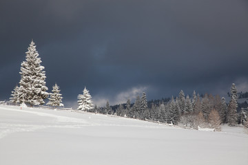 winter in the mountains - snow covered fir trees - Christmas background