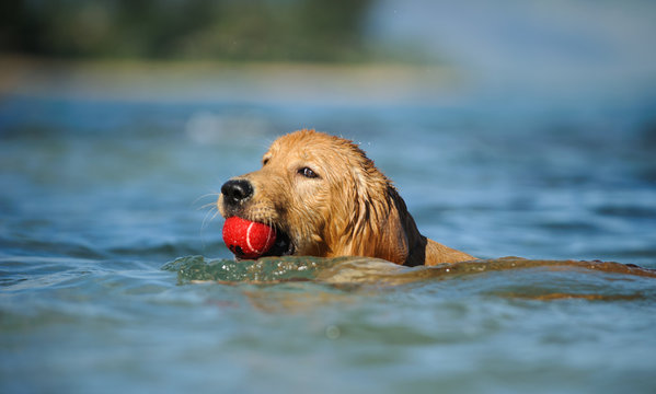 Golden Retriever Puppy Dog Outdoor Portrait Swimming With Red Ball