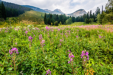 Obraz premium Flower Fields of Emerald Lake