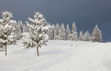 winter in the mountains - snow covered fir trees - Christmas background