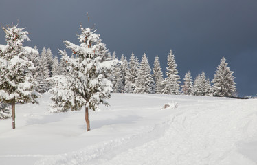 Fototapeta premium winter in the mountains - snow covered fir trees - Christmas background