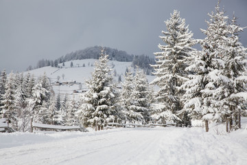 Obraz premium winter in the mountains - snow covered fir trees - Christmas background