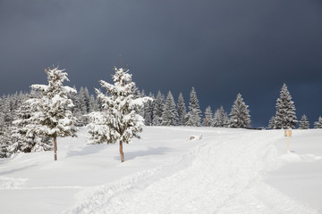 winter in the mountains - snow covered fir trees - Christmas background
