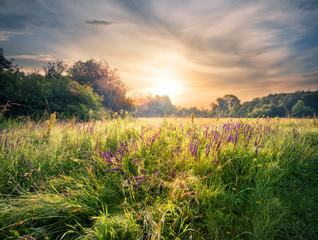 Meadow with wildflowers under the setting sun