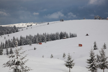 winter in the mountains - snow covered fir trees - Christmas background