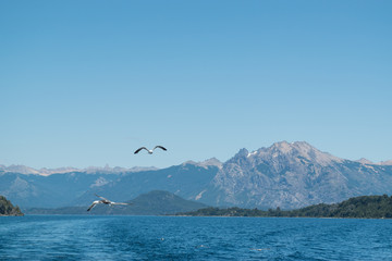 Group of seagulls chasing the boat to feed him, with mountains in the background and a beautiful blue lake