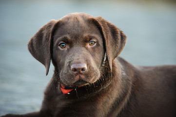 Chocolate Labrador Retriever Puppy portrait