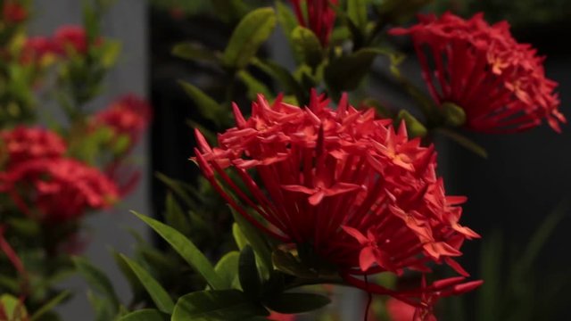 Close up of ixoria flower in the tropical garden. Bali island, Indonesia.