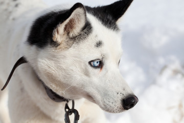 cute husky portrait with blue eyes in the snow