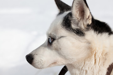 cute husky portrait with blue eyes in the snow