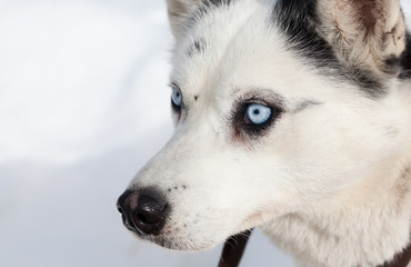 cute husky portrait with blue eyes in the snow