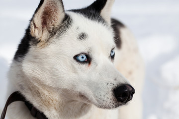 cute husky portrait with blue eyes in the snow