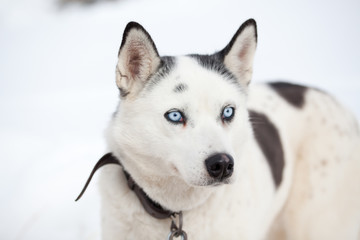 cute husky portrait with blue eyes in the snow