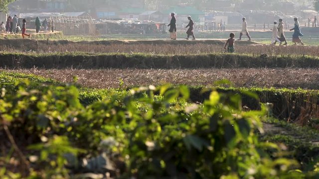 Long shot of people walking from across a field