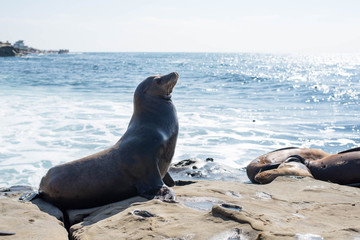 Sea lion Poses on the rock near La Jolla Cove.