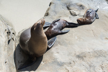 Sea lions relax on the beach.