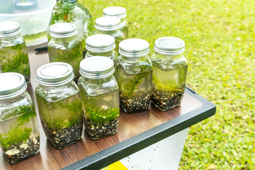 Plant with ecology conceptual.