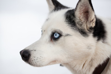 cute husky portrait with blue eyes in the snow