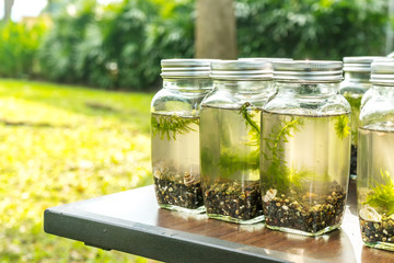 Plant with ecology conceptual.