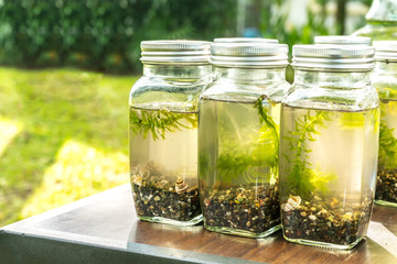 Plant with ecology conceptual.