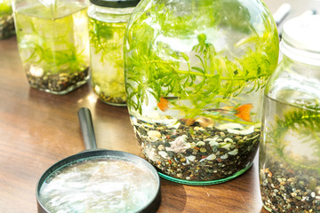 Plant with ecology conceptual.