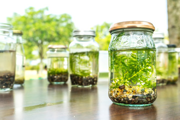 Plant with ecology conceptual.